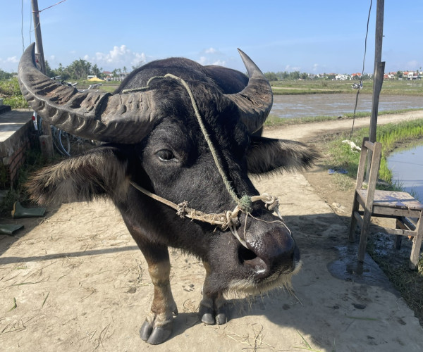 Tra Que Vegetable Village And Thanh Ha Pottery Village Daily Tour, Hoi An